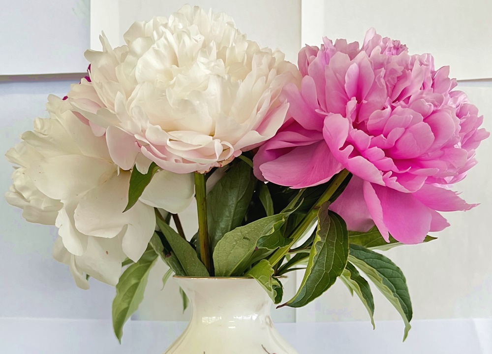 白、ピンク濃いピンクの芍薬切花を花瓶に生けています。