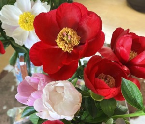 赤色の芍薬切花を花瓶に生けています。