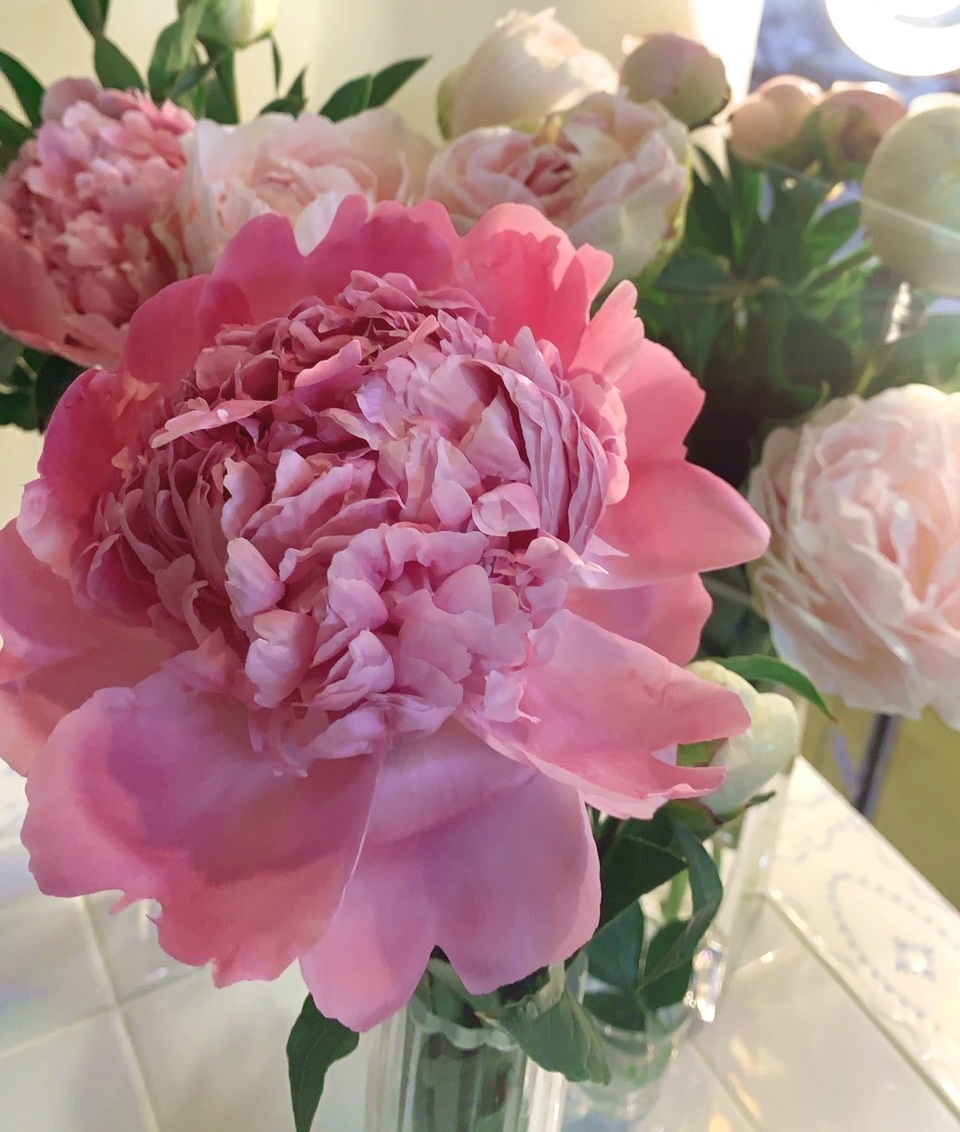 ピンクの芍薬切花を花瓶に生けています