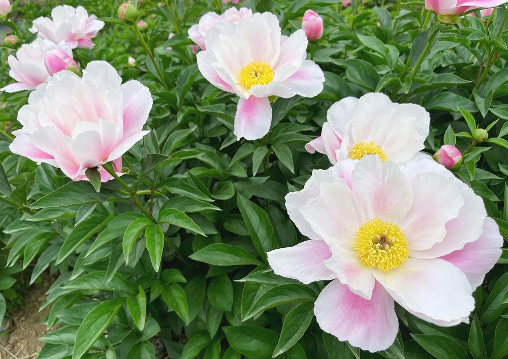 白に薄ピンク色の芍薬切花が園内で咲いています