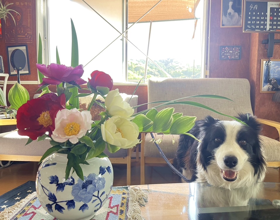 犬と芍薬の花束